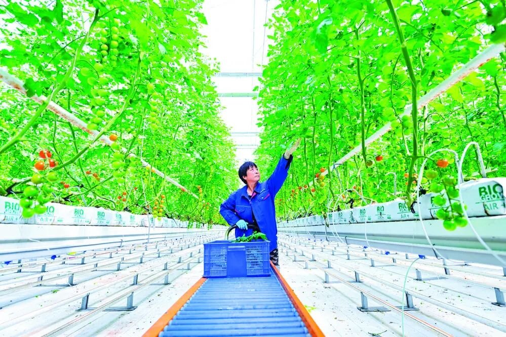 数据“读懂”蔬菜 指尖“种出”未来——石家庄智慧农业以科技之力解锁现代生产新场景